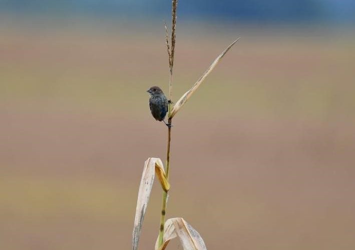 birds of alabama field guide